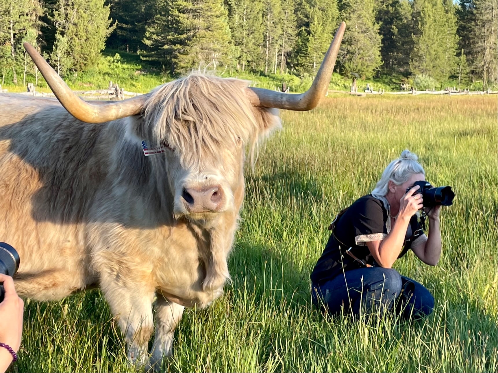 Highland Cow Experience - Cascade Chamber of Commerce